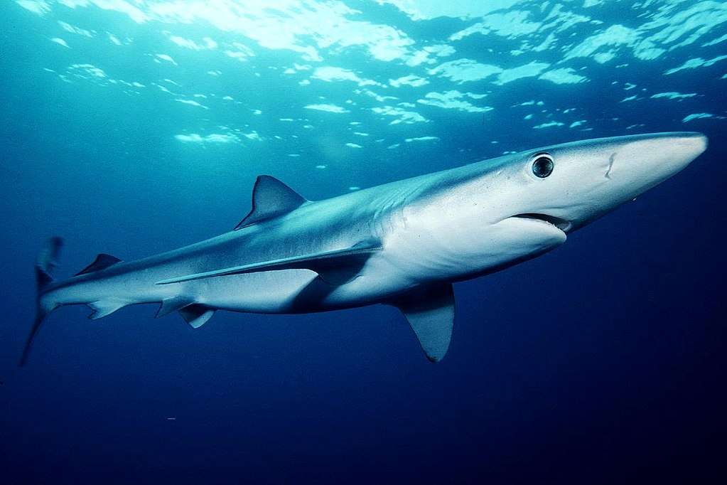 Синя акула онлайн пъзел