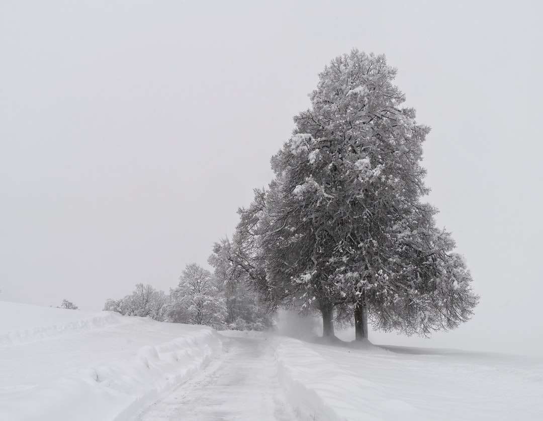 copaci acoperiți de zăpadă pe teren acoperit de zăpadă în timpul zilei puzzle online
