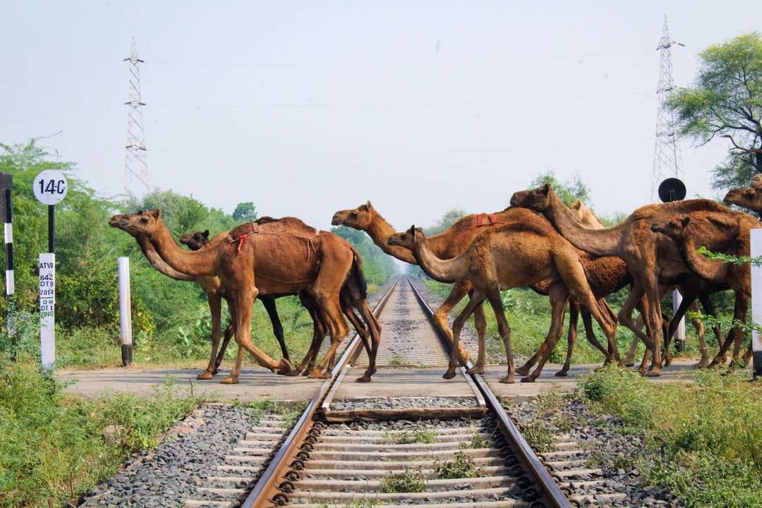 tagsüber braune Kamele auf der Eisenbahnschiene Puzzlespiel online
