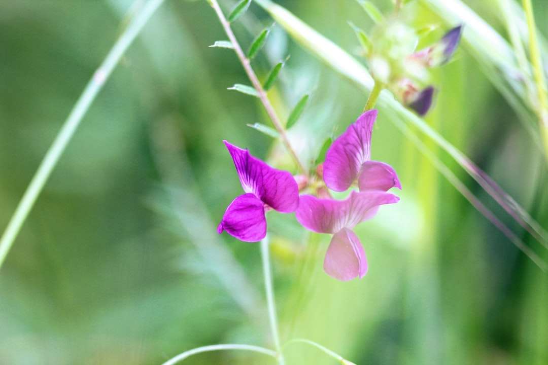 purple flower in tilt shift lens online puzzle