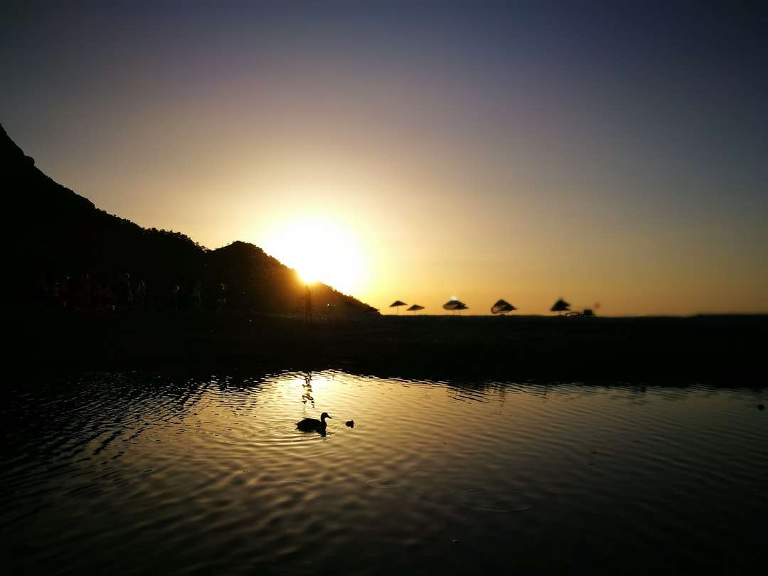 silhuett av fåglar på vatten under solnedgången Pussel online