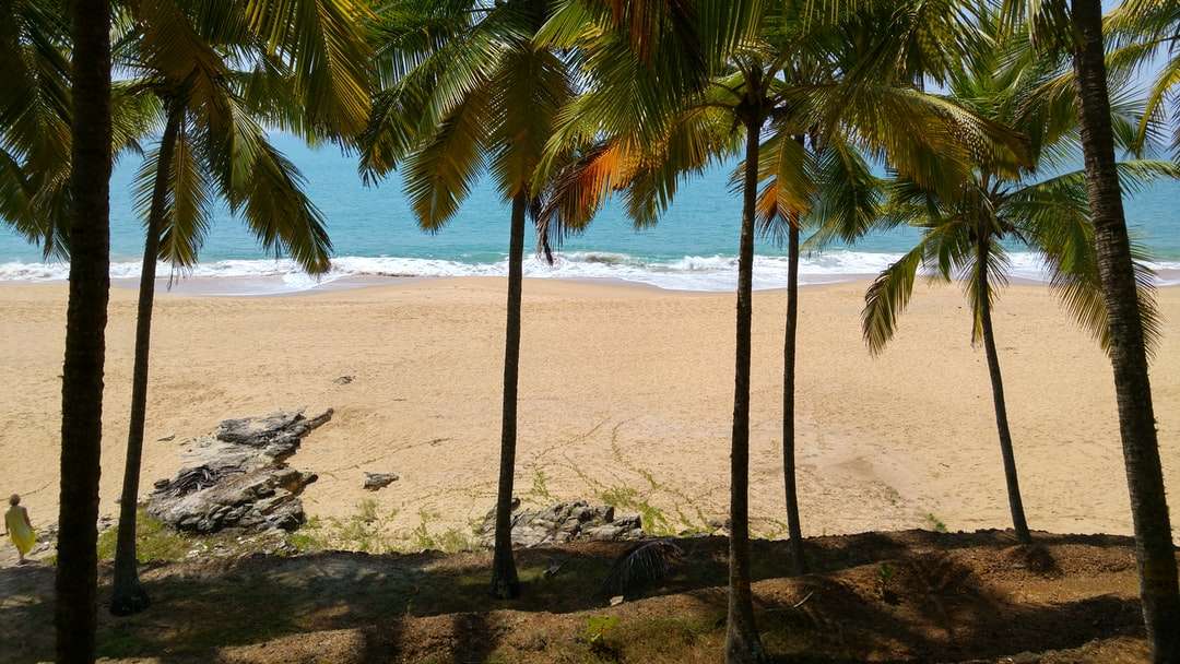 palmträd på brun sandstrand under dagtid pussel på nätet