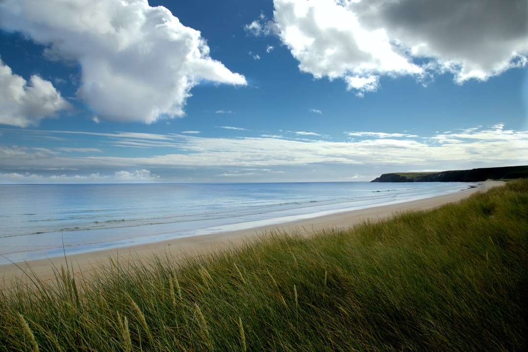 campo de grama verde perto do mar sob um céu azul e nuvens brancas quebra-cabeças online