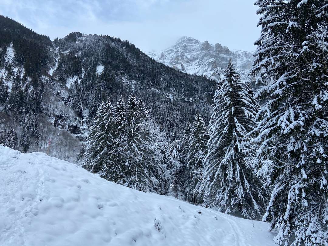 pinheiros cobertos de neve e montanhas durante o dia quebra-cabeças online
