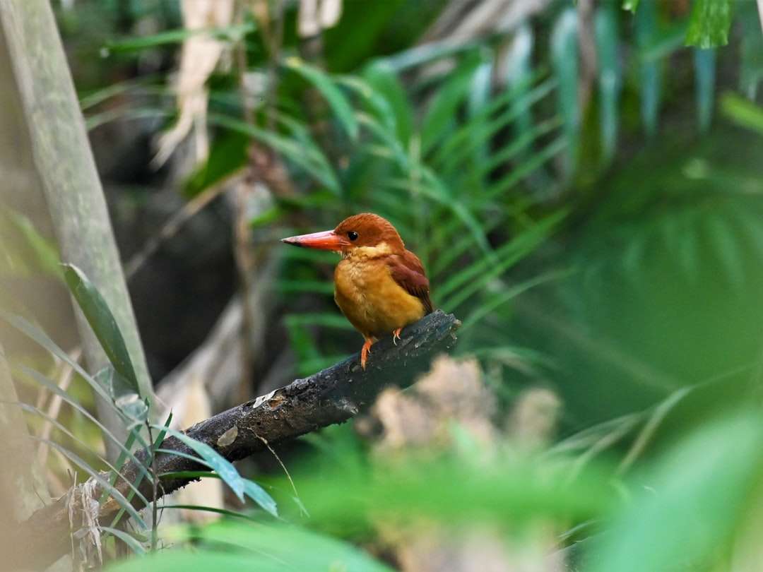 καφέ πουλί σε κλαδί δέντρου καφέ παζλ online