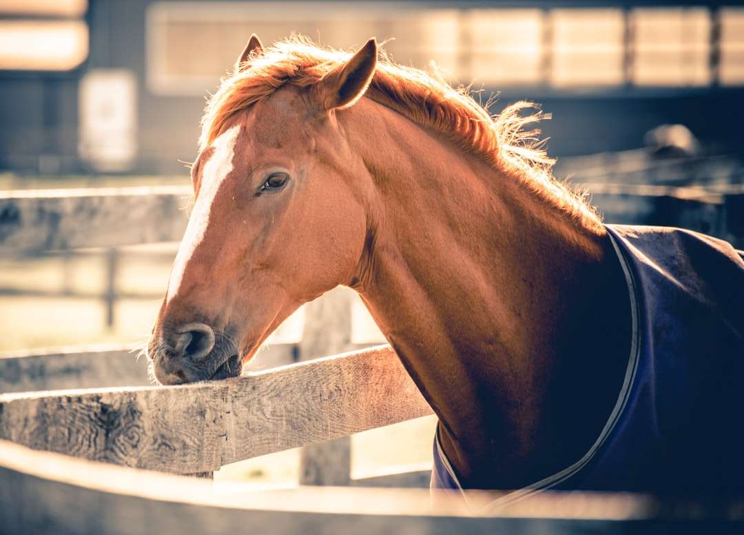 cavalo marrom bebendo água de uma fonte puzzle online