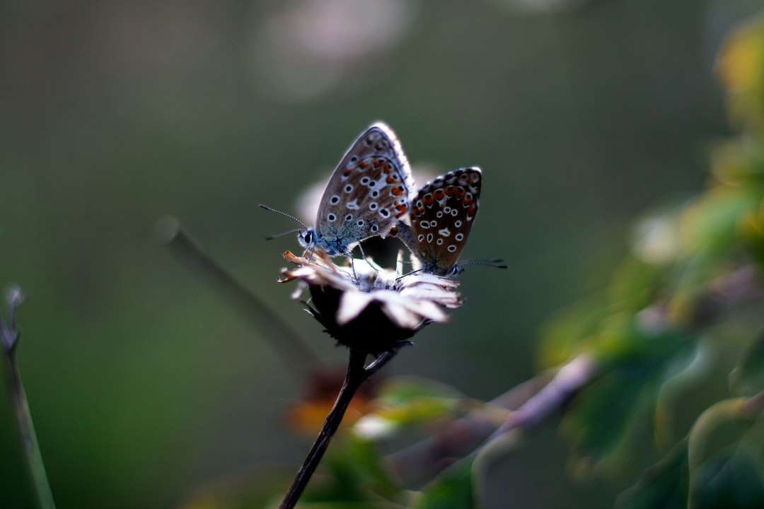 blå och vit fjäril uppflugen på brun pinne Pussel online