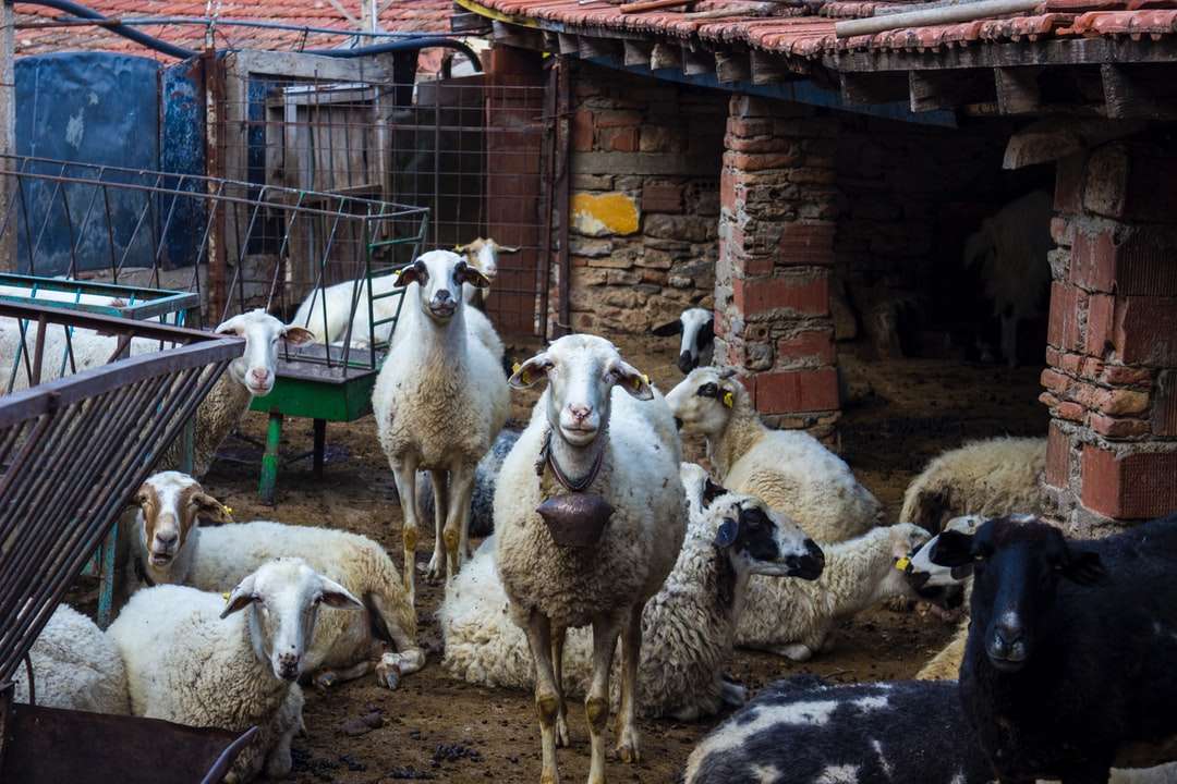 rebaño de ovejas en suelo marrón rompecabezas en línea