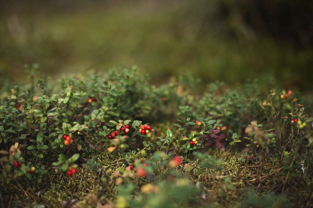 plantă roșie și verde în lentilă de înclinare puzzle online