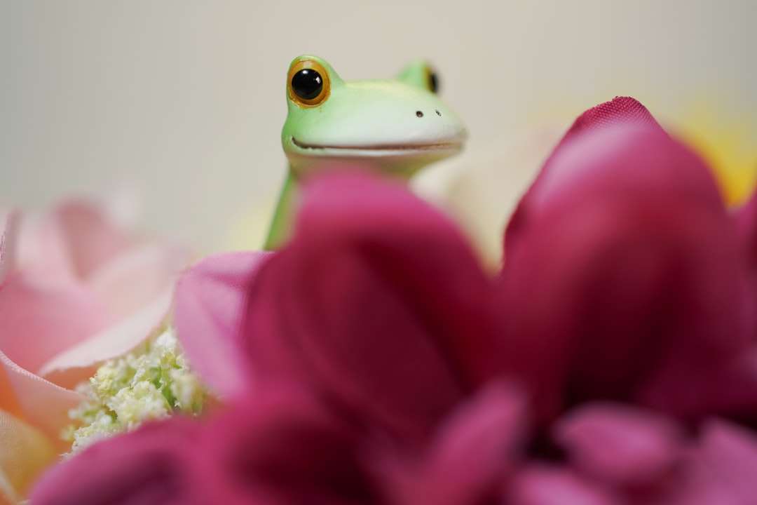 зелена жаба на рожевий квітка онлайн пазл