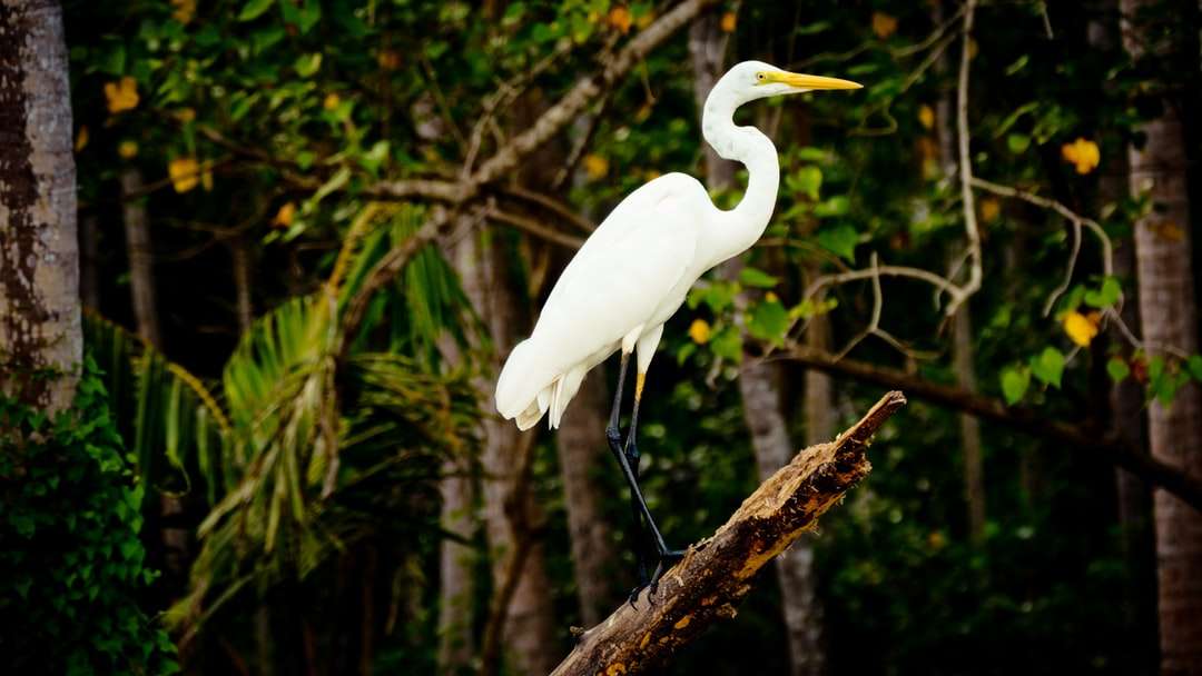 pasăre albă pe ramură de copac maro jigsaw puzzle online