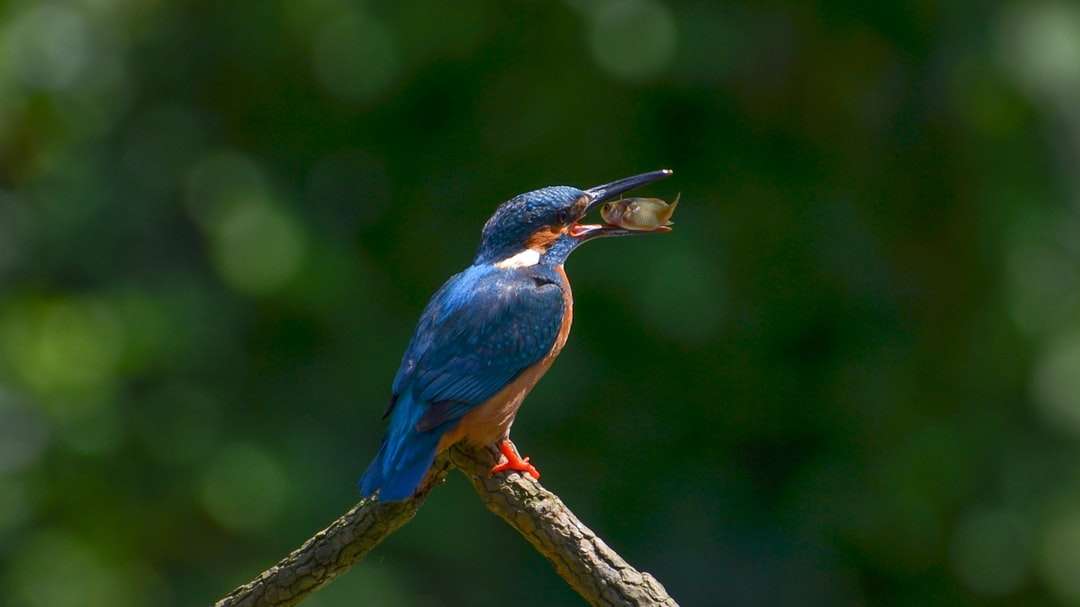 modrý a hnědý pták na hnědé větvi stromu během dne online puzzle