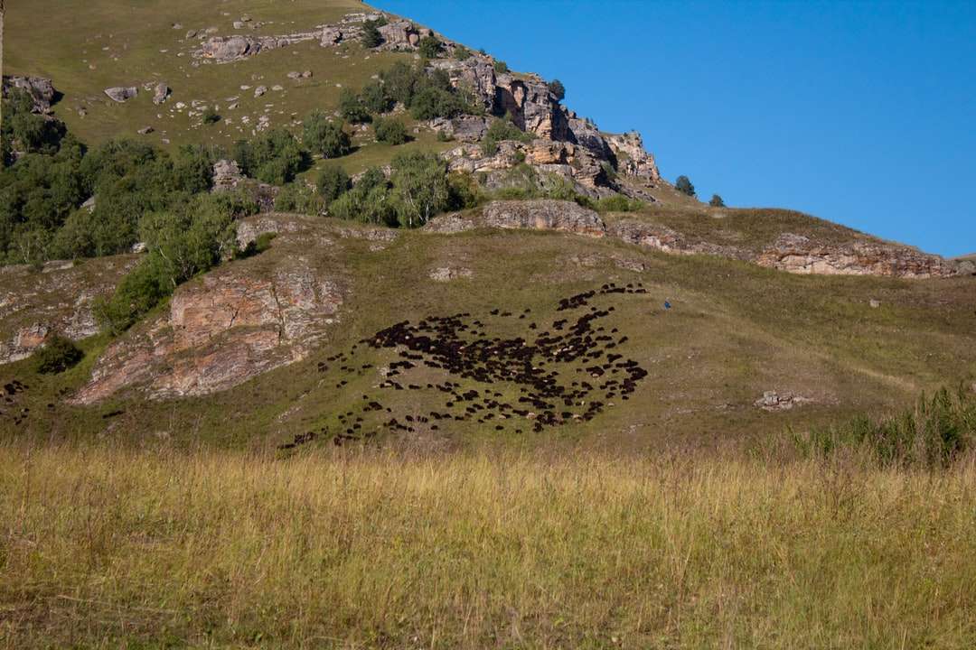 câmp de iarbă verde pe munte stâncos sub cer albastru puzzle online