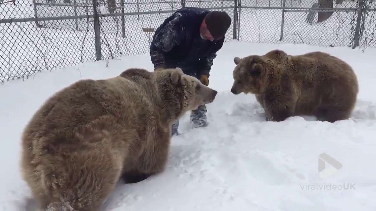 Björnen - vilda djur pussel på nätet