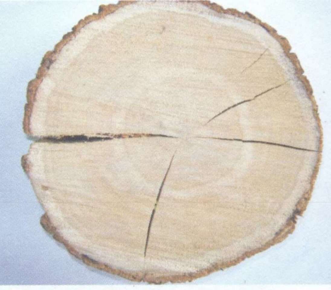 Section dans le tronc d'un arbre puzzle en ligne