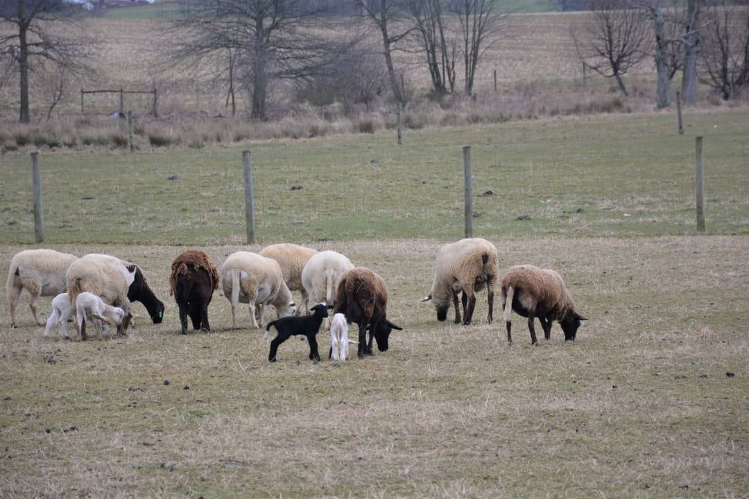 turmă de oi pe câmpul de iarbă verde în timpul zilei jigsaw puzzle online