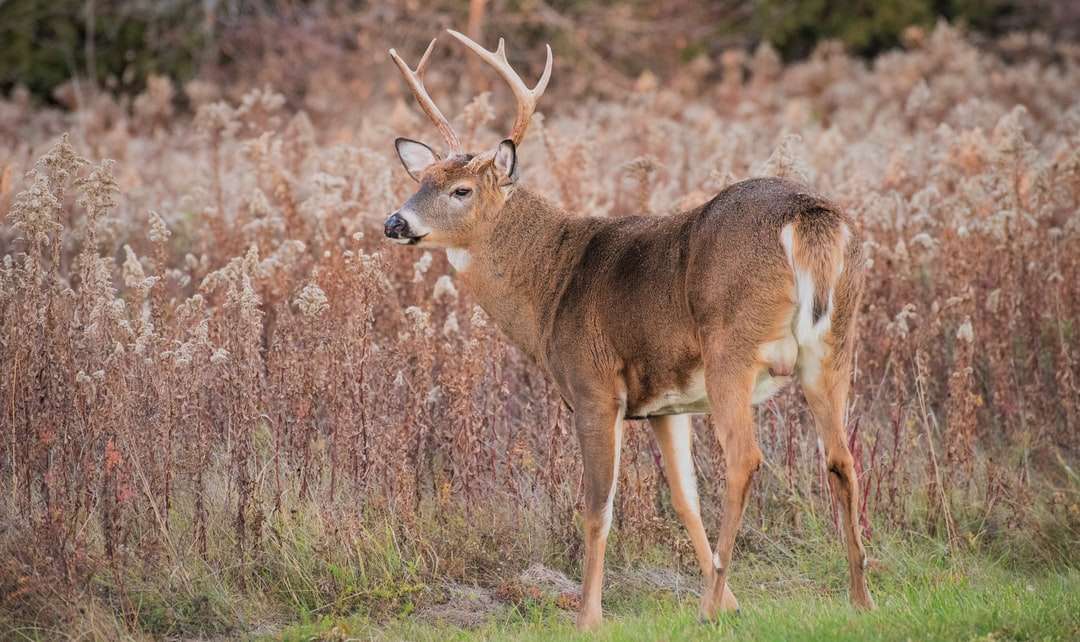 hnědý jelen na hnědé trávě během dne skládačky online