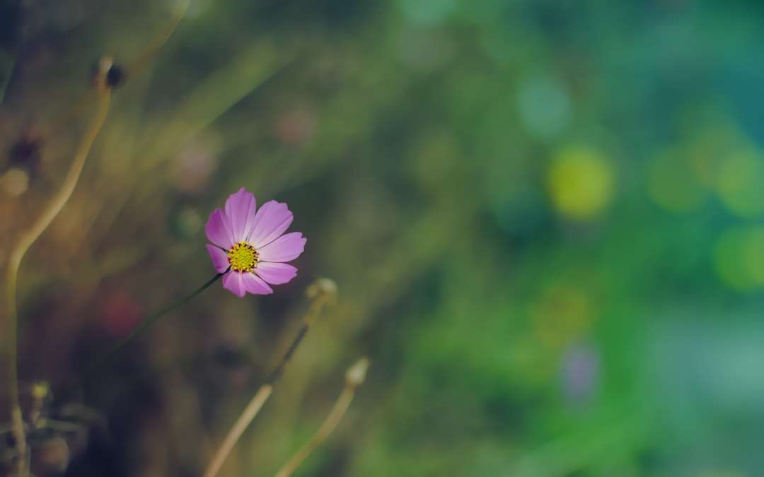 fialový květ v sklopném objektivu skládačky online