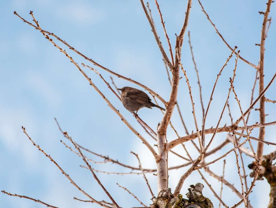 Oiseau brun sur une branche d'arbre brune pendant la journée puzzle en ligne