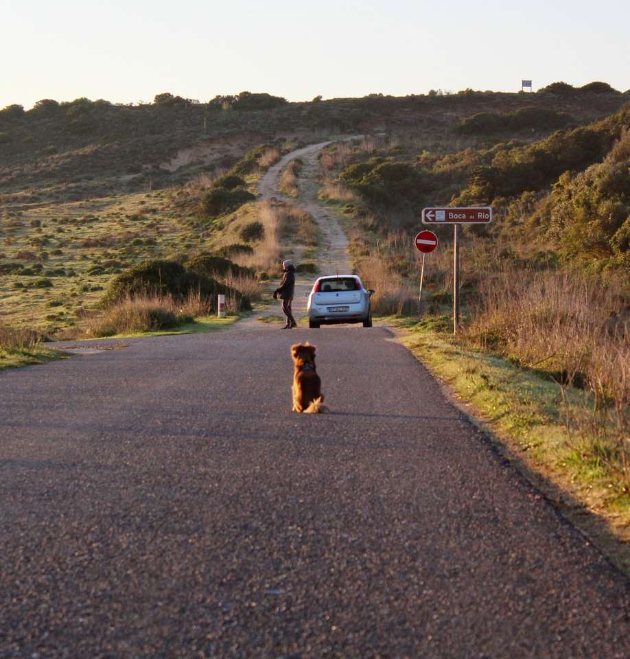 bruine kortharige hond op grijze asfaltweg overdag online puzzel