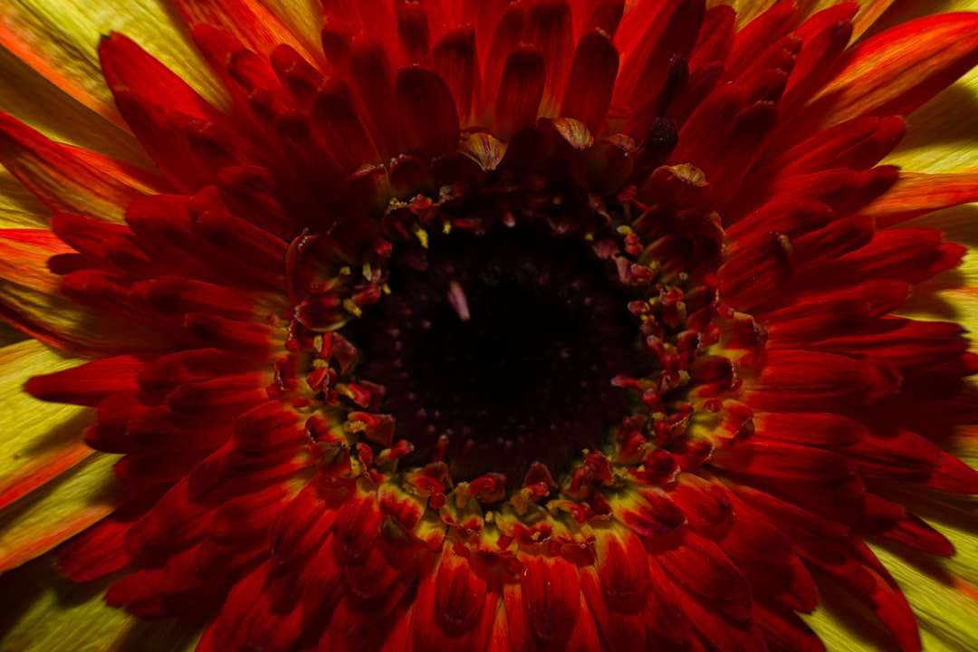 rote und gelbe Blume in voller Blüte Puzzlespiel online