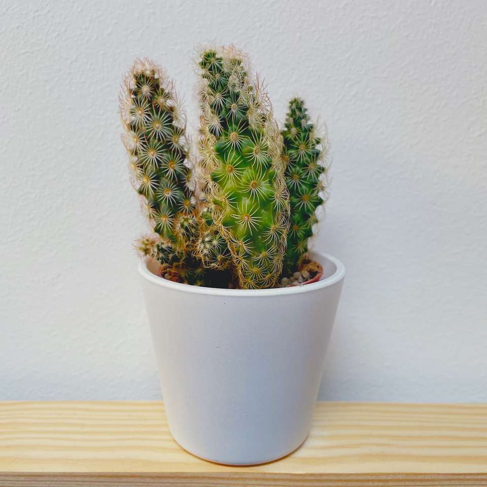 Planta de cactus verde en maceta de cerámica blanca rompecabezas en línea