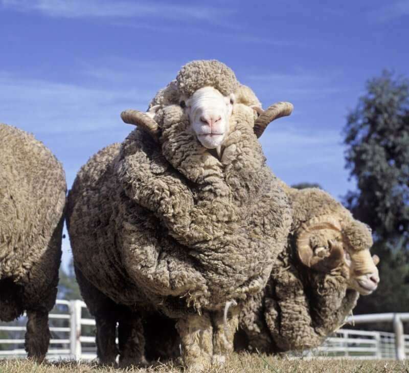 Αυστραλία - μερινό - πρόβατα online παζλ