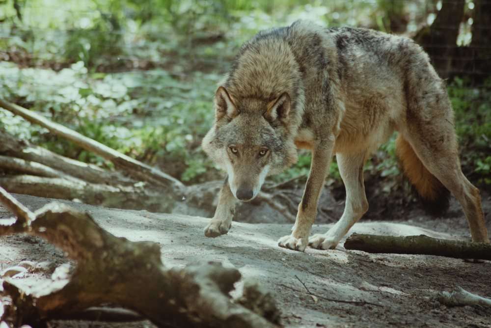 lobo na floresta puzzle online