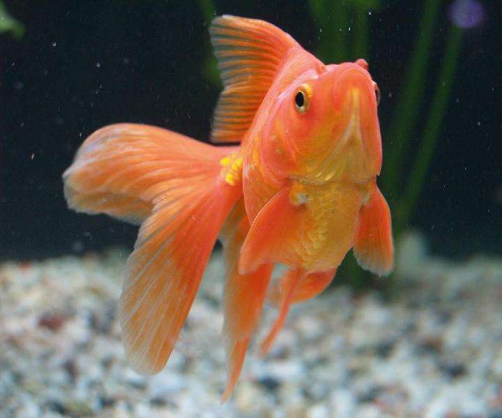 zlatá rybka - závoj skládačky online