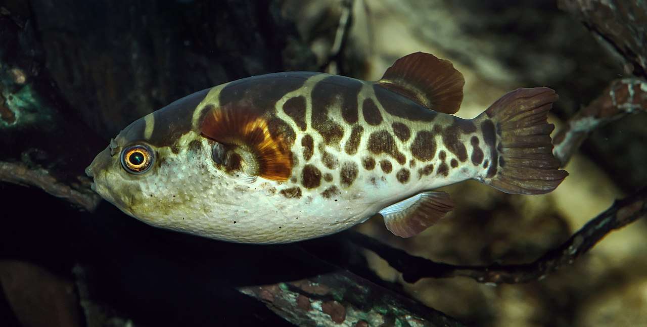 Pufferfish zelený skládačky online