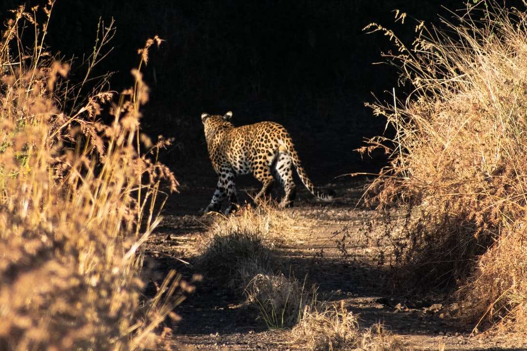 gepard som går på fältet för brunt gräs under dagtid pussel på nätet