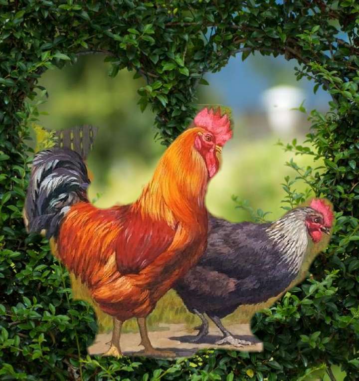 The rooster and the hen jigsaw puzzle online