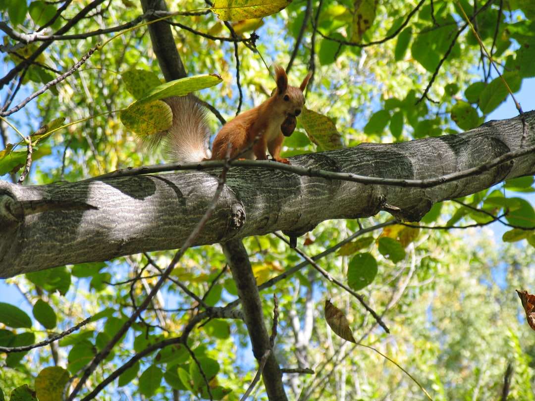 Ardilla marrón en la rama de un árbol durante el día rompecabezas en línea
