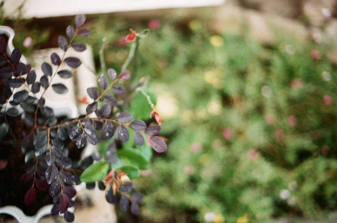 frutti rotondi viola in lente tilt shift puzzle online