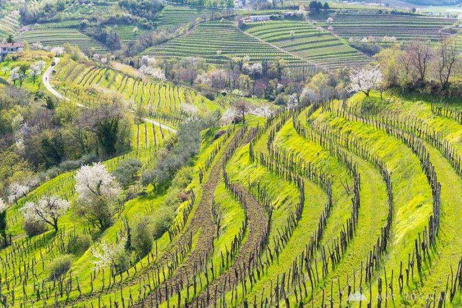 Goriska Brda szőlőtermesztés Szlovéniában online puzzle