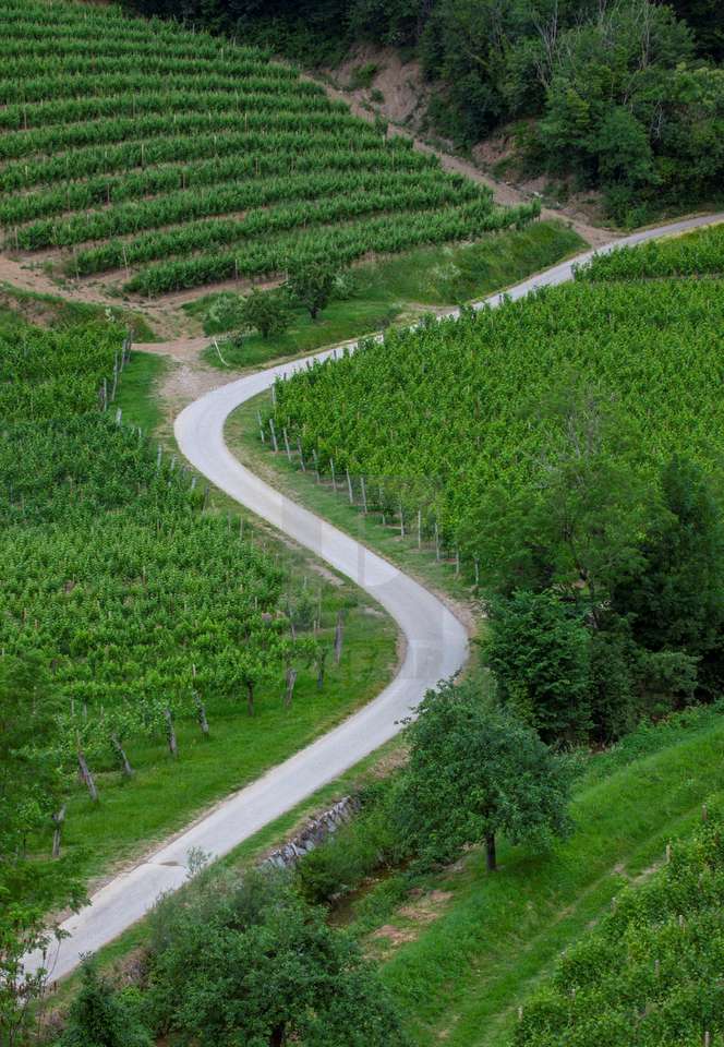 Viticultura Goriska Brda en Eslovenia rompecabezas en línea