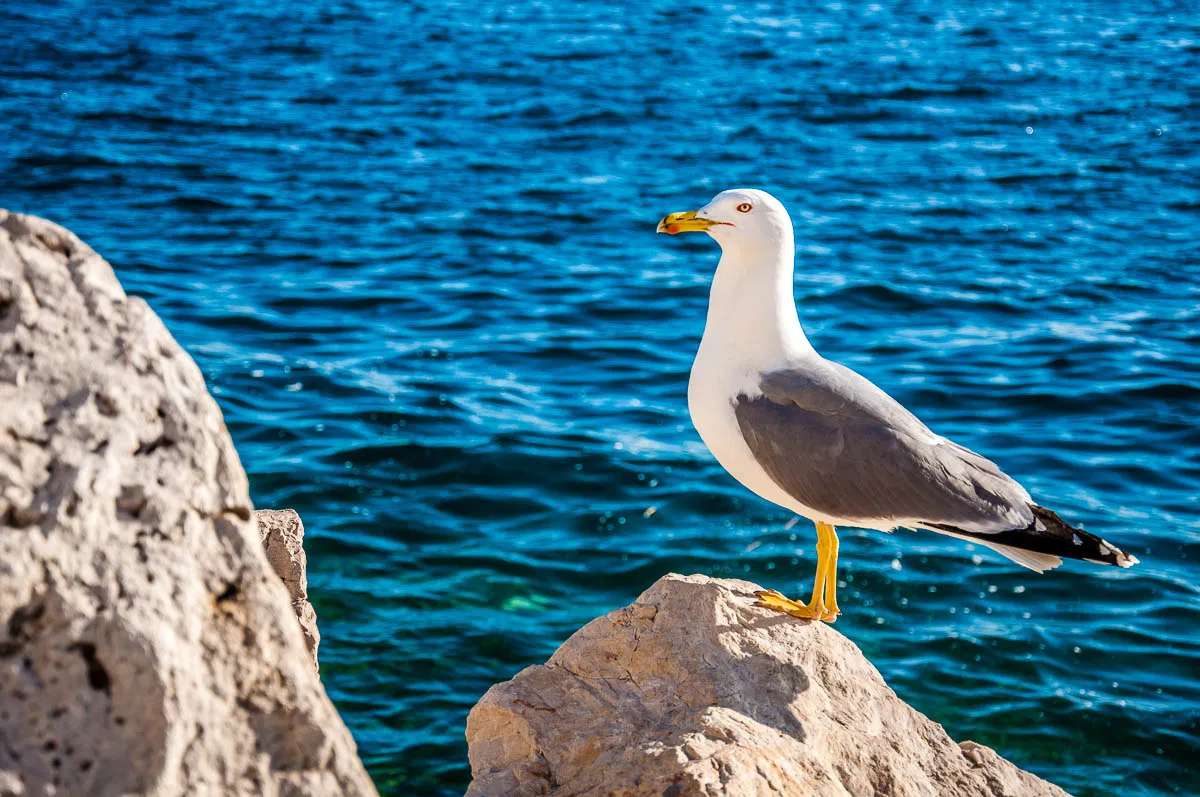 Seagull at Piran coastal city Slovenia jigsaw puzzle online
