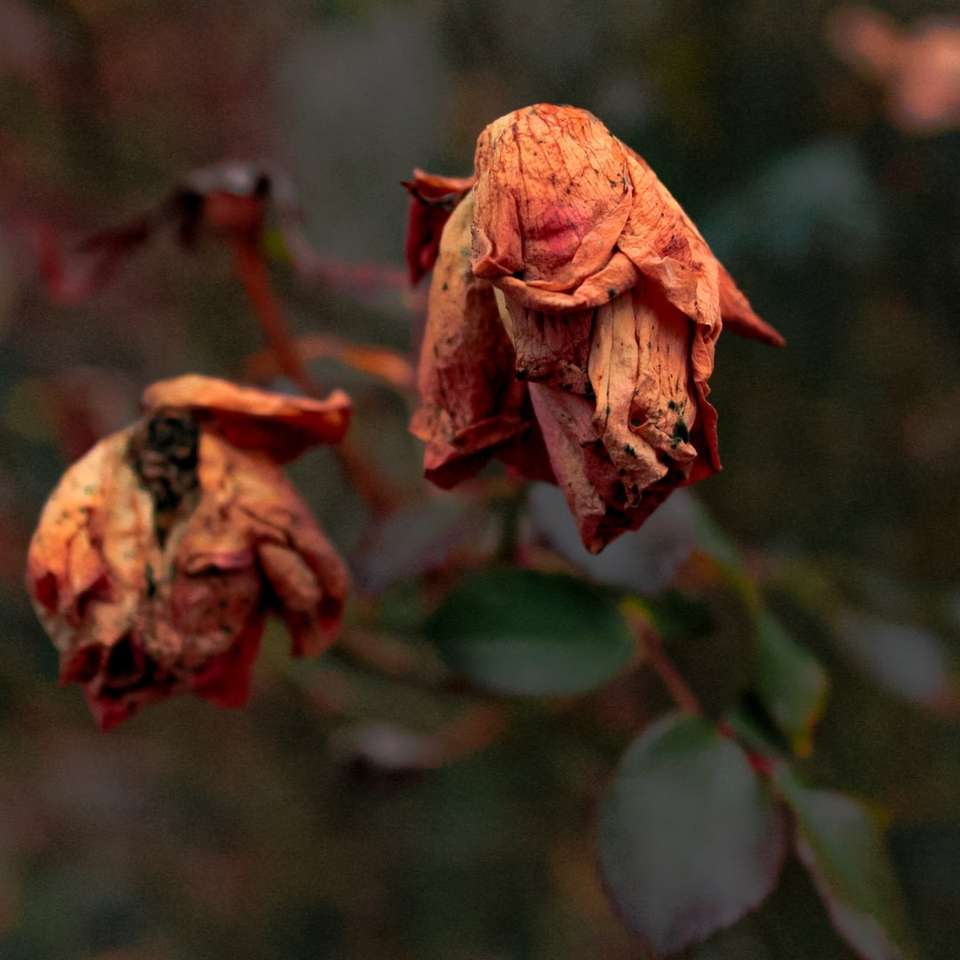 καφέ μπουμπούκι λουλουδιών σε στενή επάνω φωτογραφία παζλ online