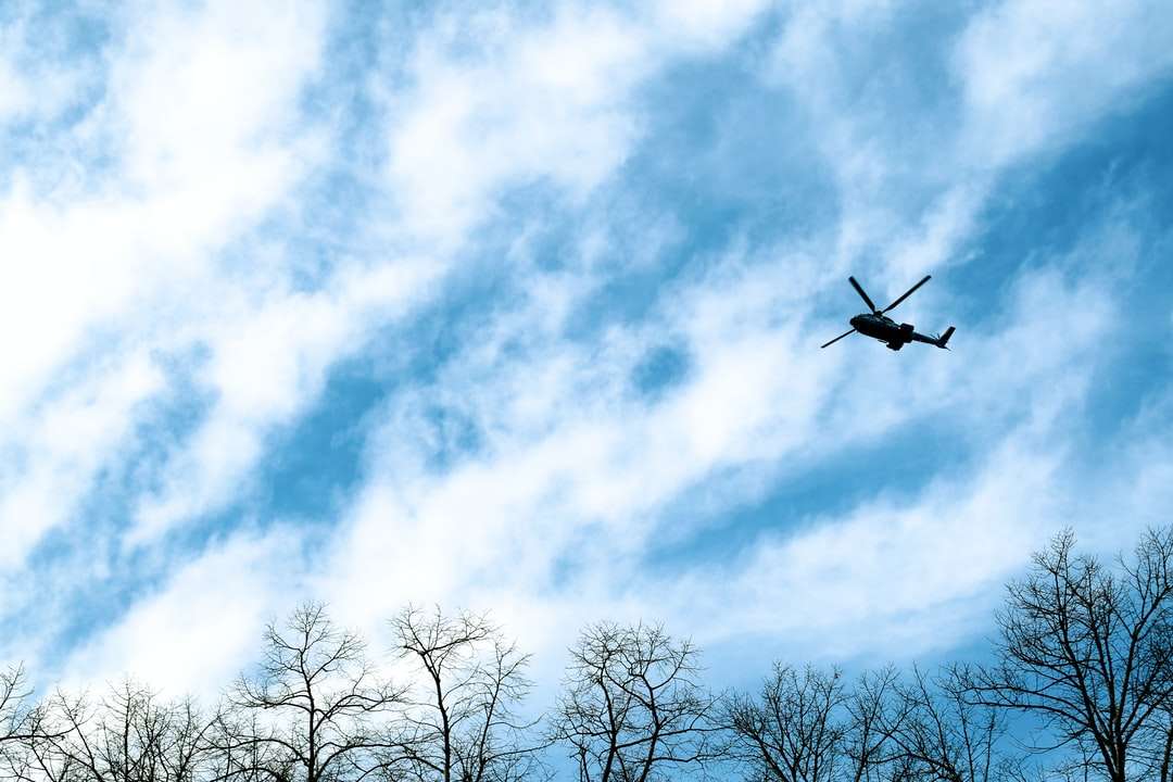 zwarte vogel die overdag over kale bomen vliegt legpuzzel online