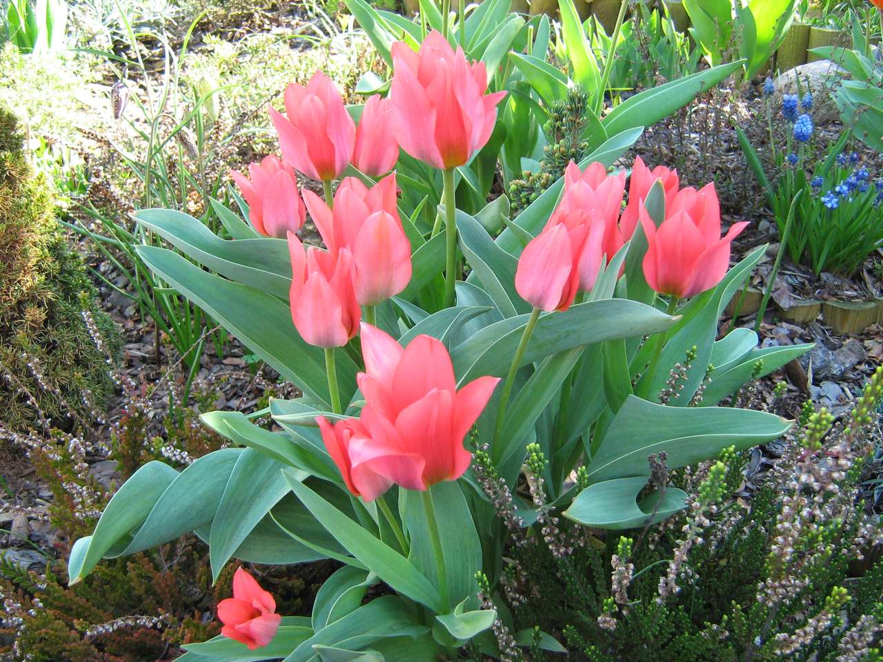 ramo de tulipanes rompecabezas en línea