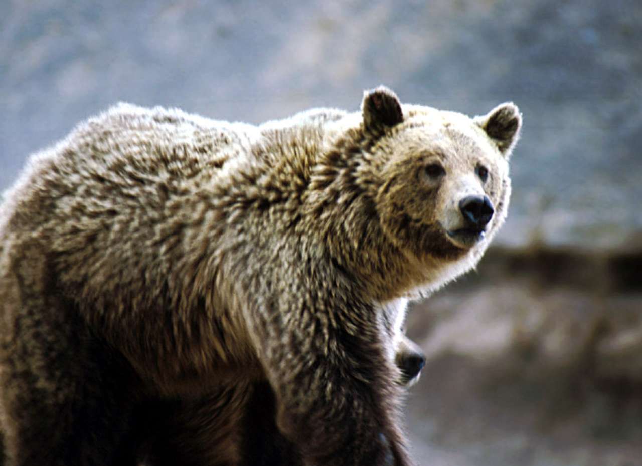 Grizzly björn pussel på nätet