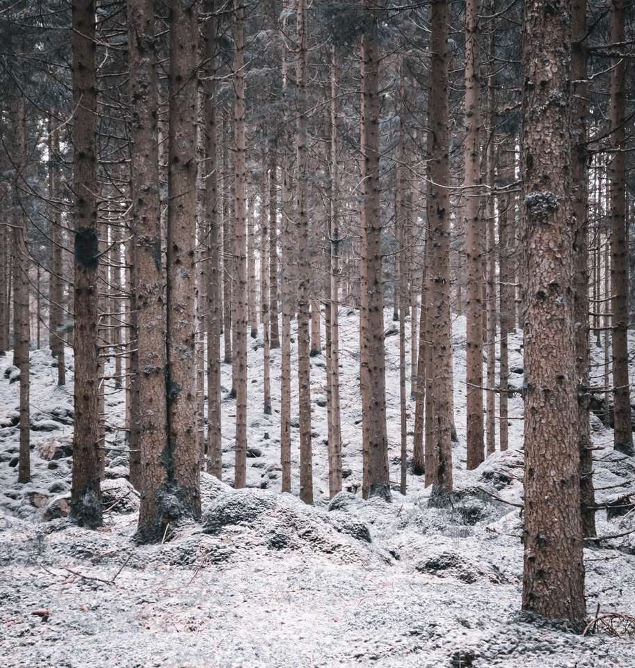 barna fák fehér hóval borított talajon nappal online puzzle
