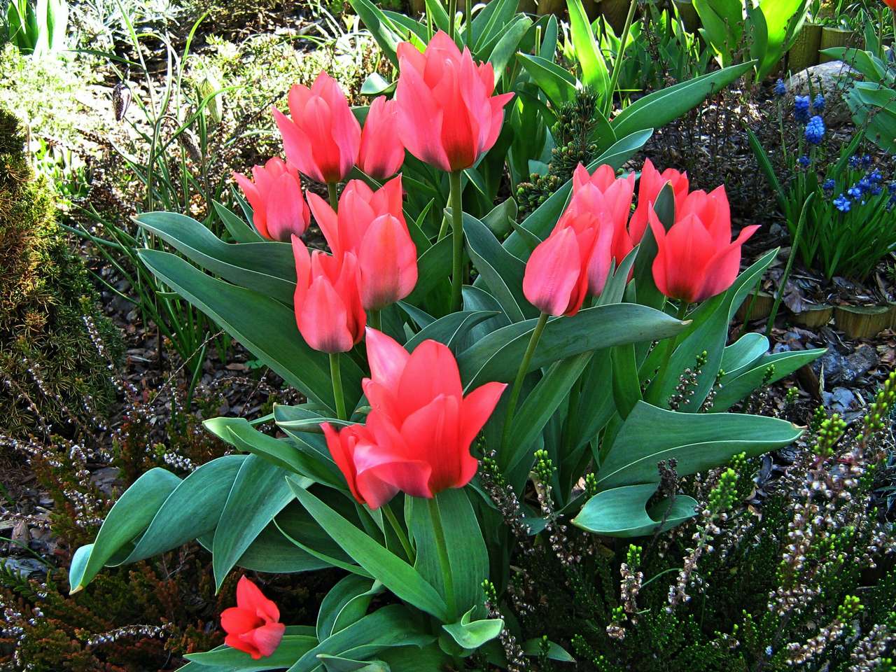 botanische Tulpen Puzzlespiel online