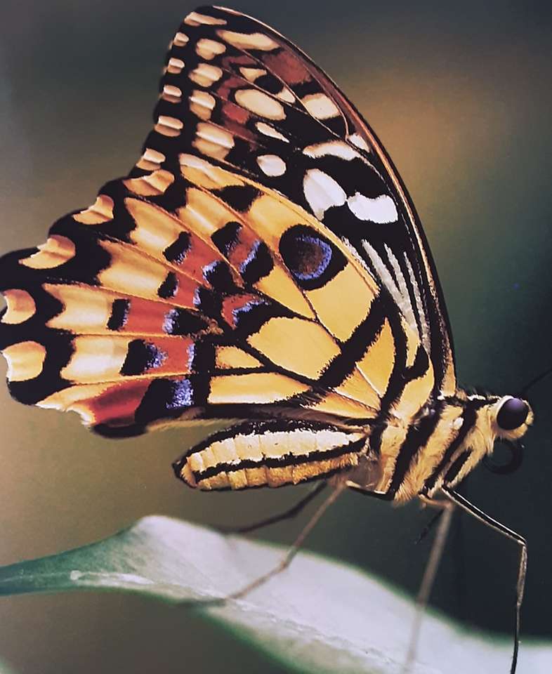 Swallowtail vlinder online puzzel