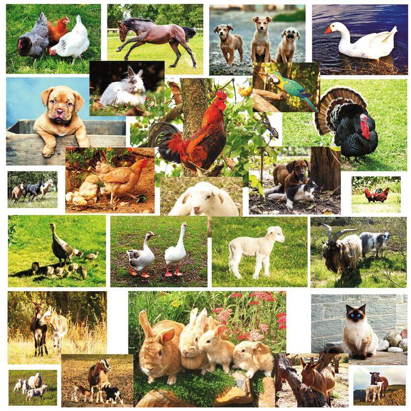 ANIMALE DOMESTICE jigsaw puzzle online