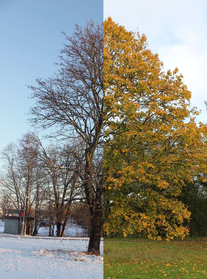 秋と冬の木 ジグソーパズルオンライン