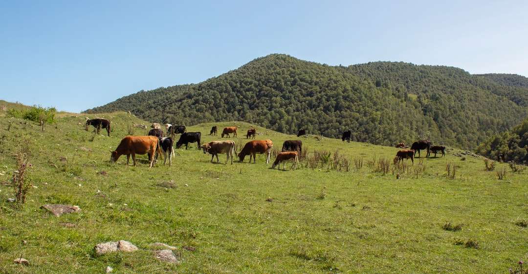 Vache brune et blanche sur champ d'herbe verte pendant la journée puzzle en ligne