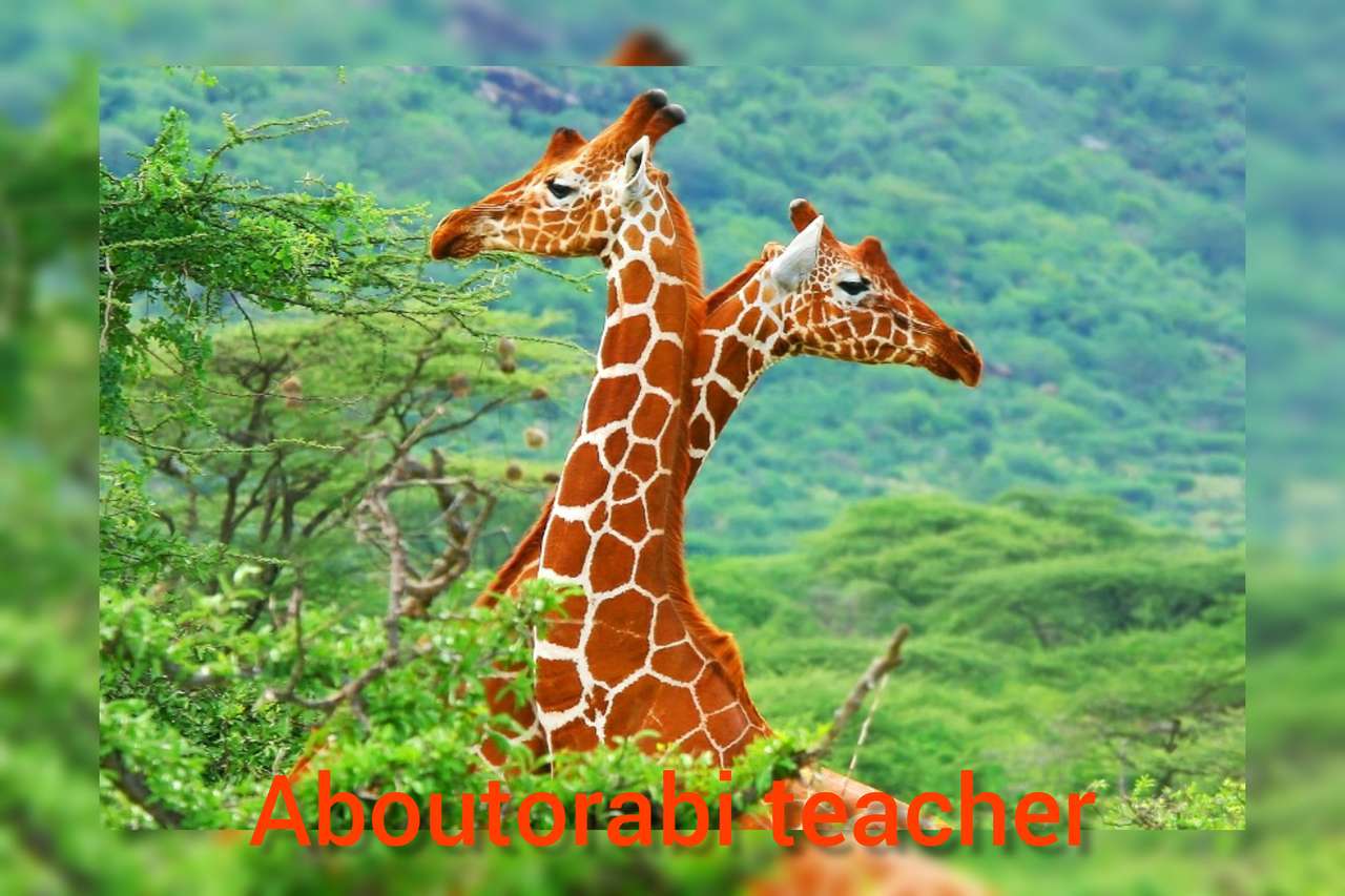 Aboutorabi učitel učí žirafa divoké zvíře online puzzle