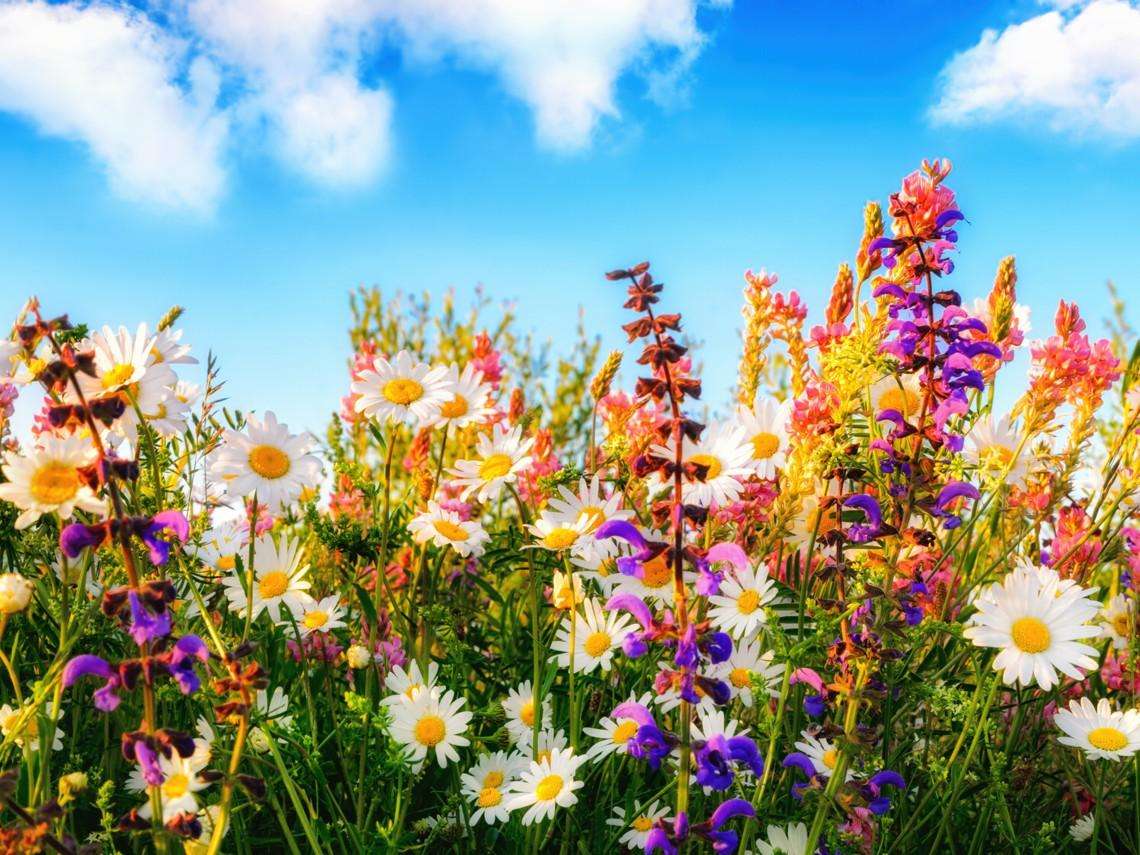 Λιβάδι λουλουδιών παζλ online