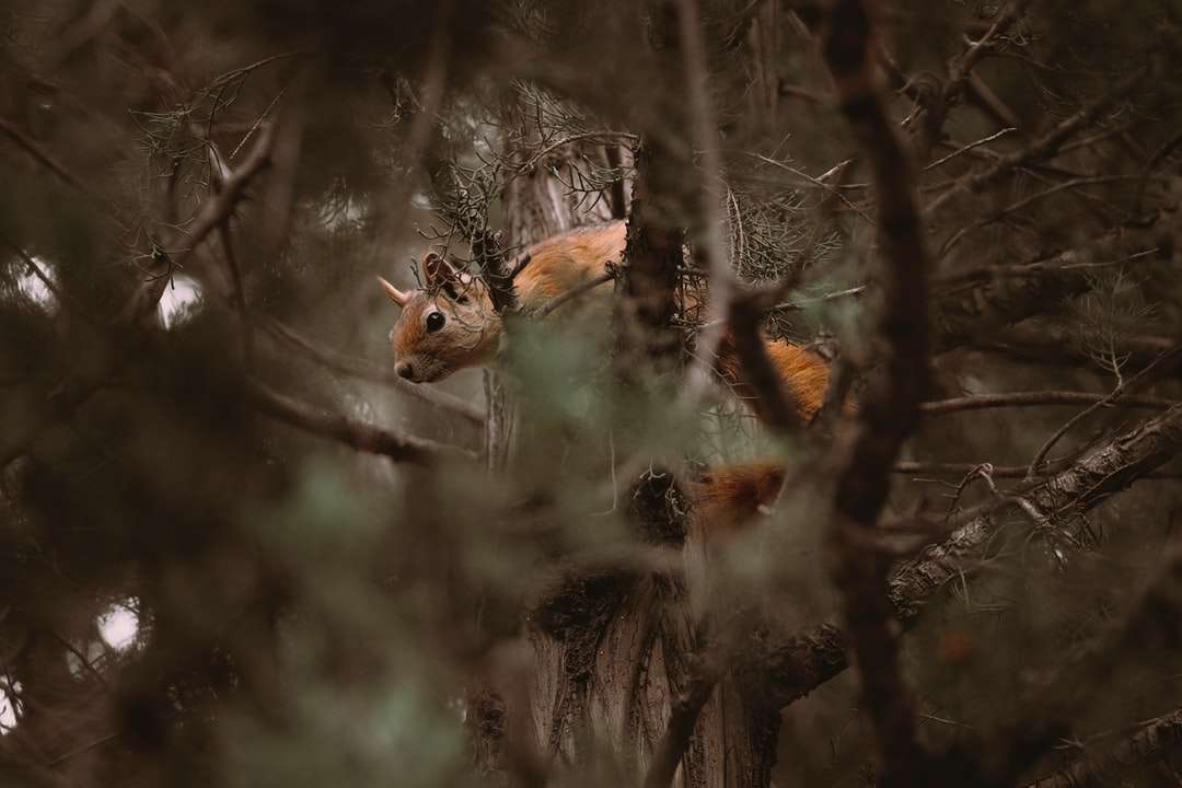 коричневая лиса на серой ветке дерева онлайн-пазл